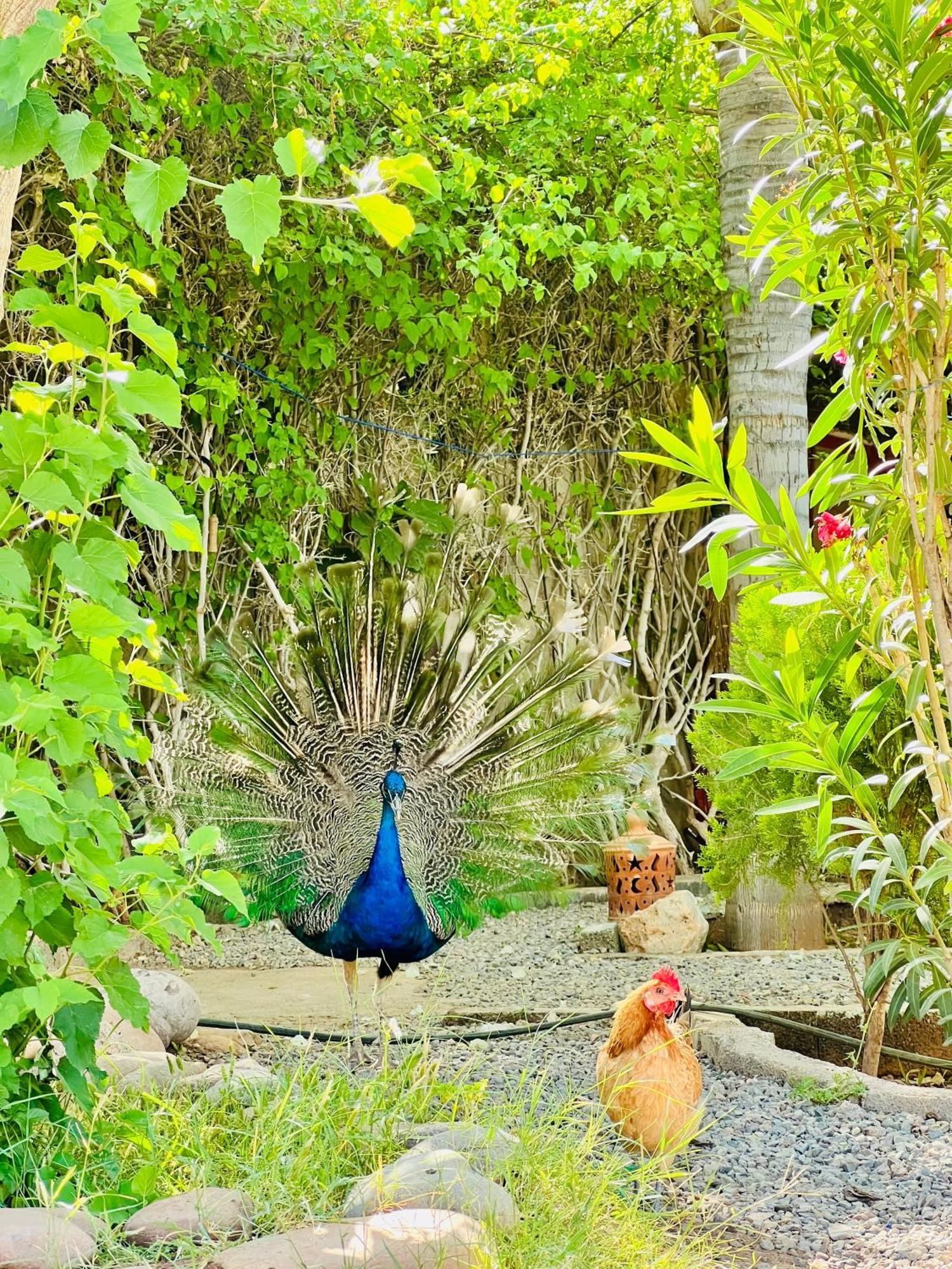 Villa Baddi Marrakech Lagouassem Eksteriør billede